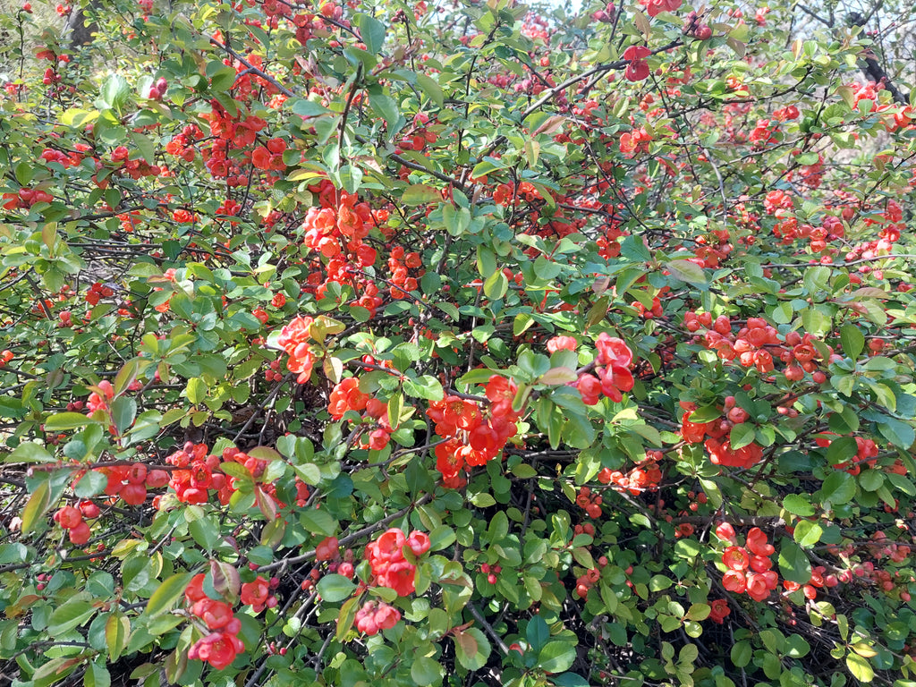 The wonderful Japanese quince