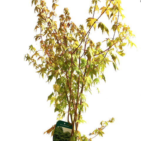 Japán juhar (Acer Palmatum)